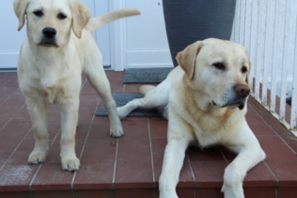 Mien Tied ACHTERN auch für liebe Hunde